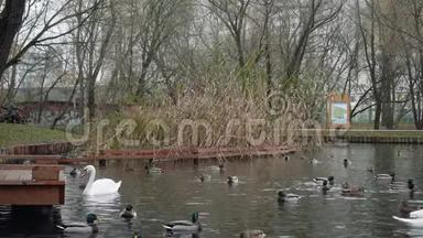 白天鹅和鸭子在小桥附近的池塘里游泳。 秋天的景色